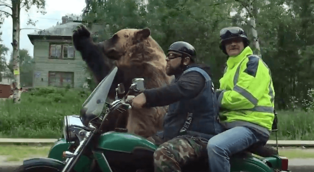 Medveď na motorke